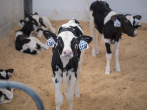 Meet Peek-a-Moo, a Data Visualization Tool for Dairy Cattle