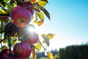 Protecting BC fruit orchards from climate change with AI