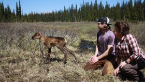 Caribou Guardians – Q&A with Dr. Clayton Lamb