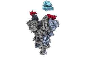 Researchers discover ‘weak spot’ across major COVID-19 variants